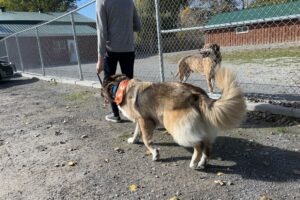 rescue dog Lebanon montreal reactive nervous timid dog