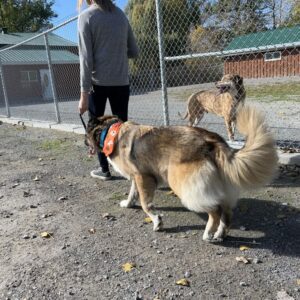 rescue dog Lebanon montreal reactive nervous timid dog