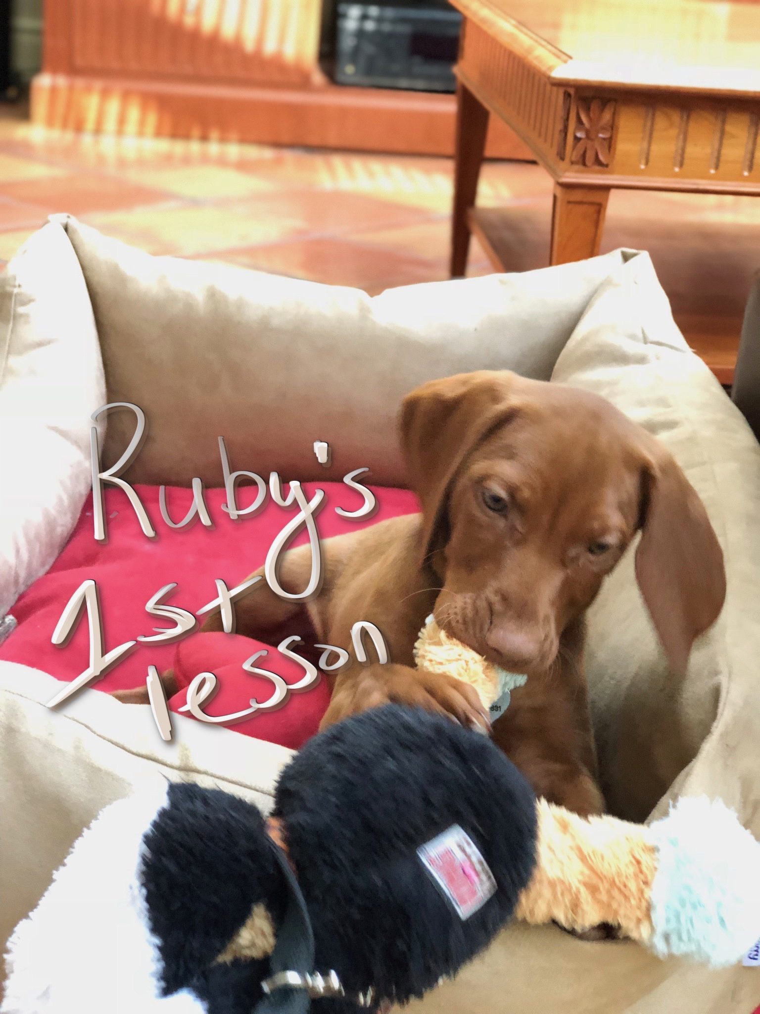 Puppy training Montreal Vizsla Puppy Training