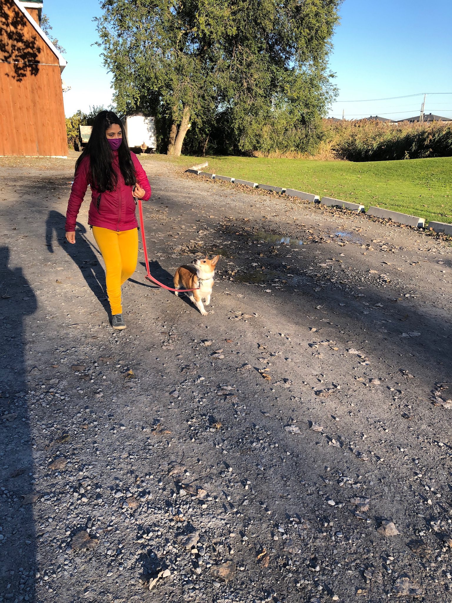 2 Corgies in training to help with obedience, control and infighting - Owners Anisha and Keegan Dog Trainer Saint Lazare Qc