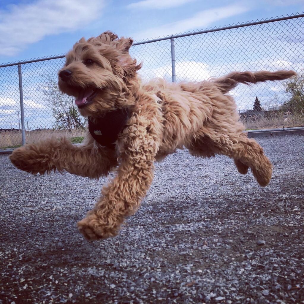 Dog Trainer Montreal Dog Training Montreal Dog Trainer & Dog Training Family K9 Dog Training