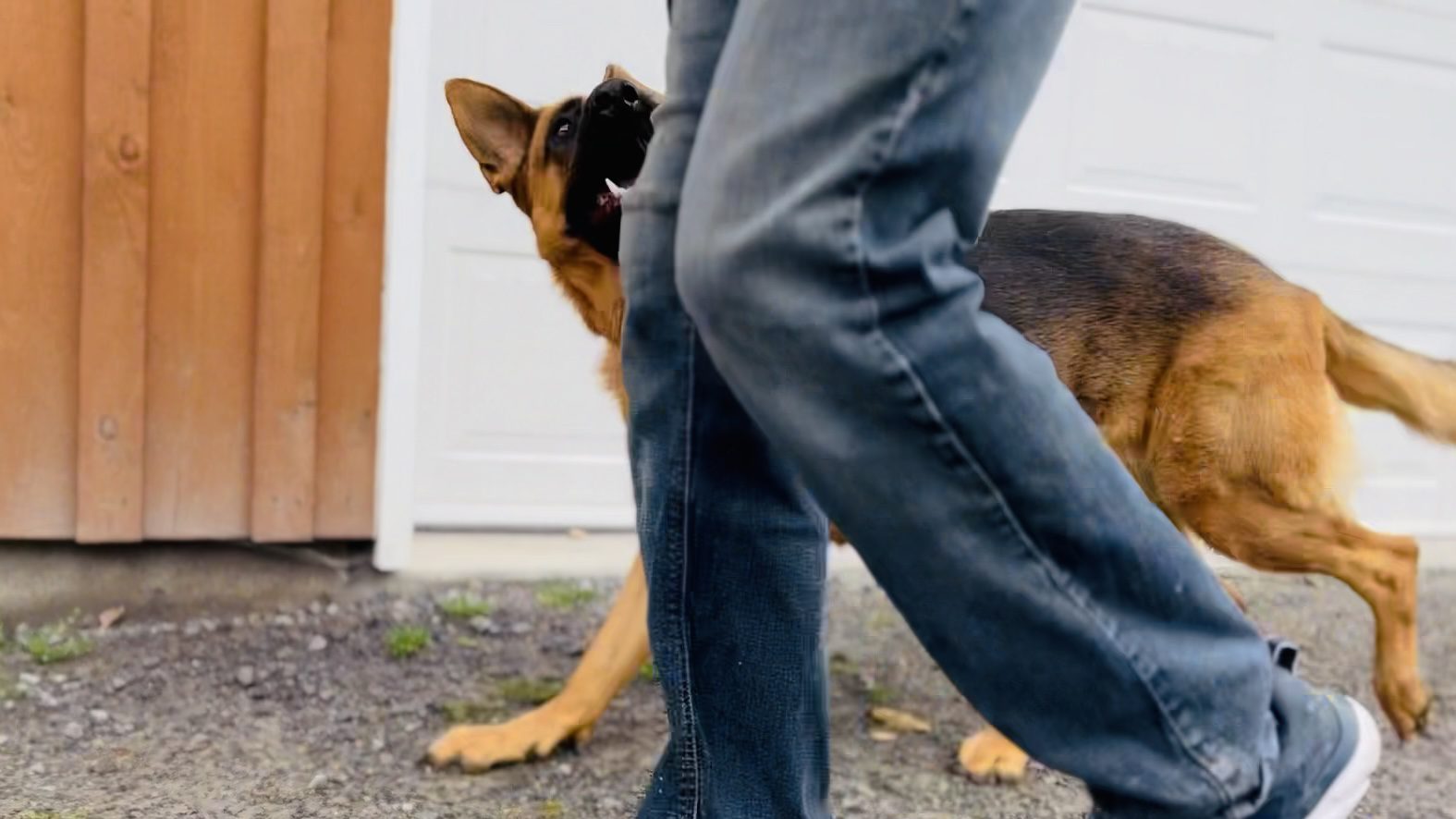 German Shepherd Dog Eric et son chien durant le lesson de transfert avec Nick