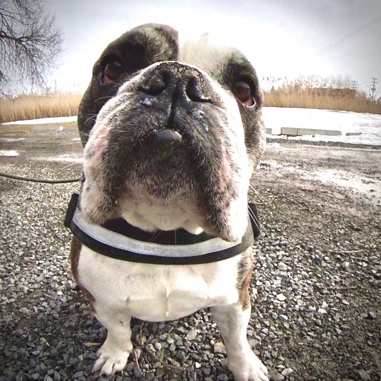 Montreal training dogs with fear aggression