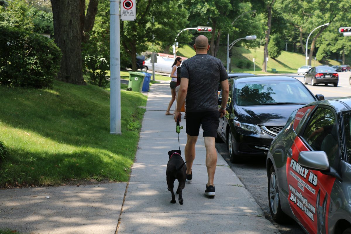 Dog Training Downtown Montreal