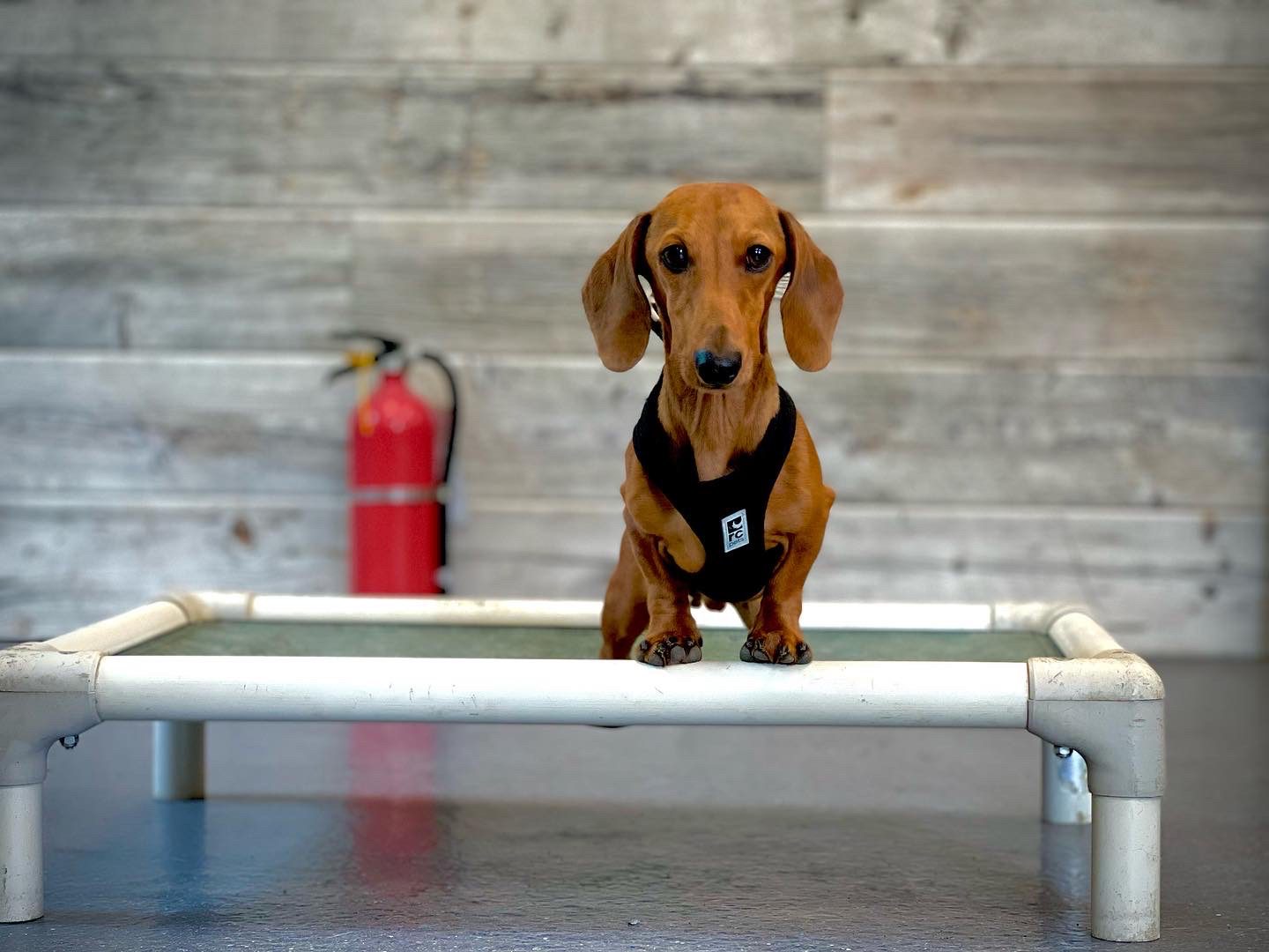small anxious dog in training Dog training Anxious dog