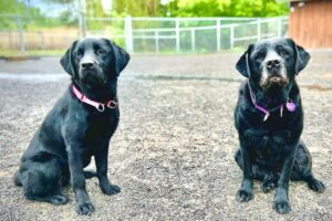 board train in kennel training West Island