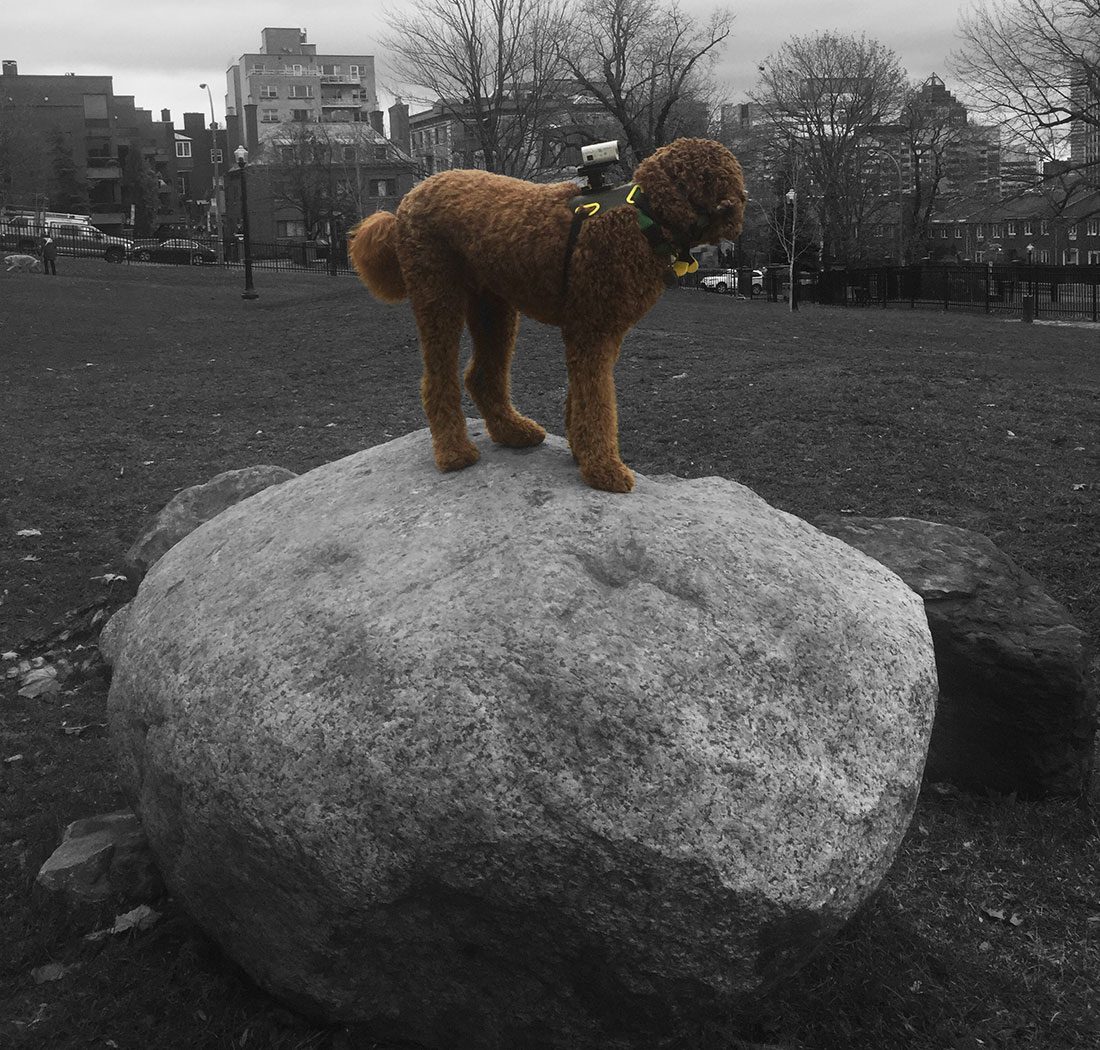 Angus @ work! Angus doing a place exercise at Percy Walters dog park in downtown Montreal on a giant boulder. Complete Off leash control and he's even wearing a camera on his harness!