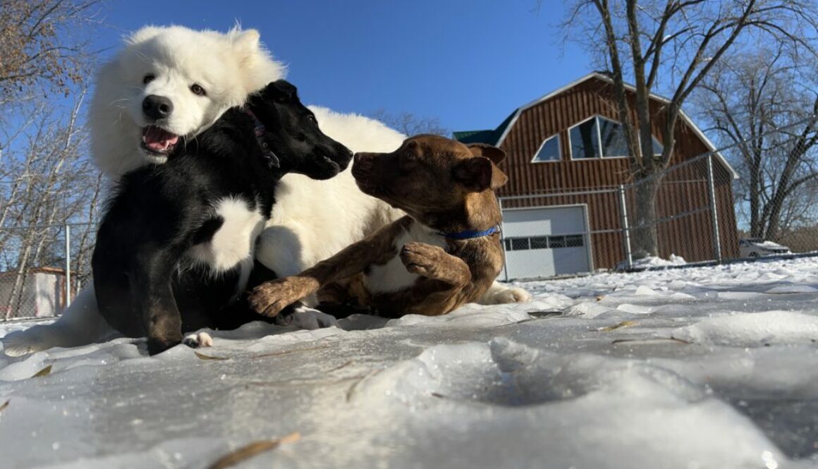 Training puppies in Montreal in kennel boarding school