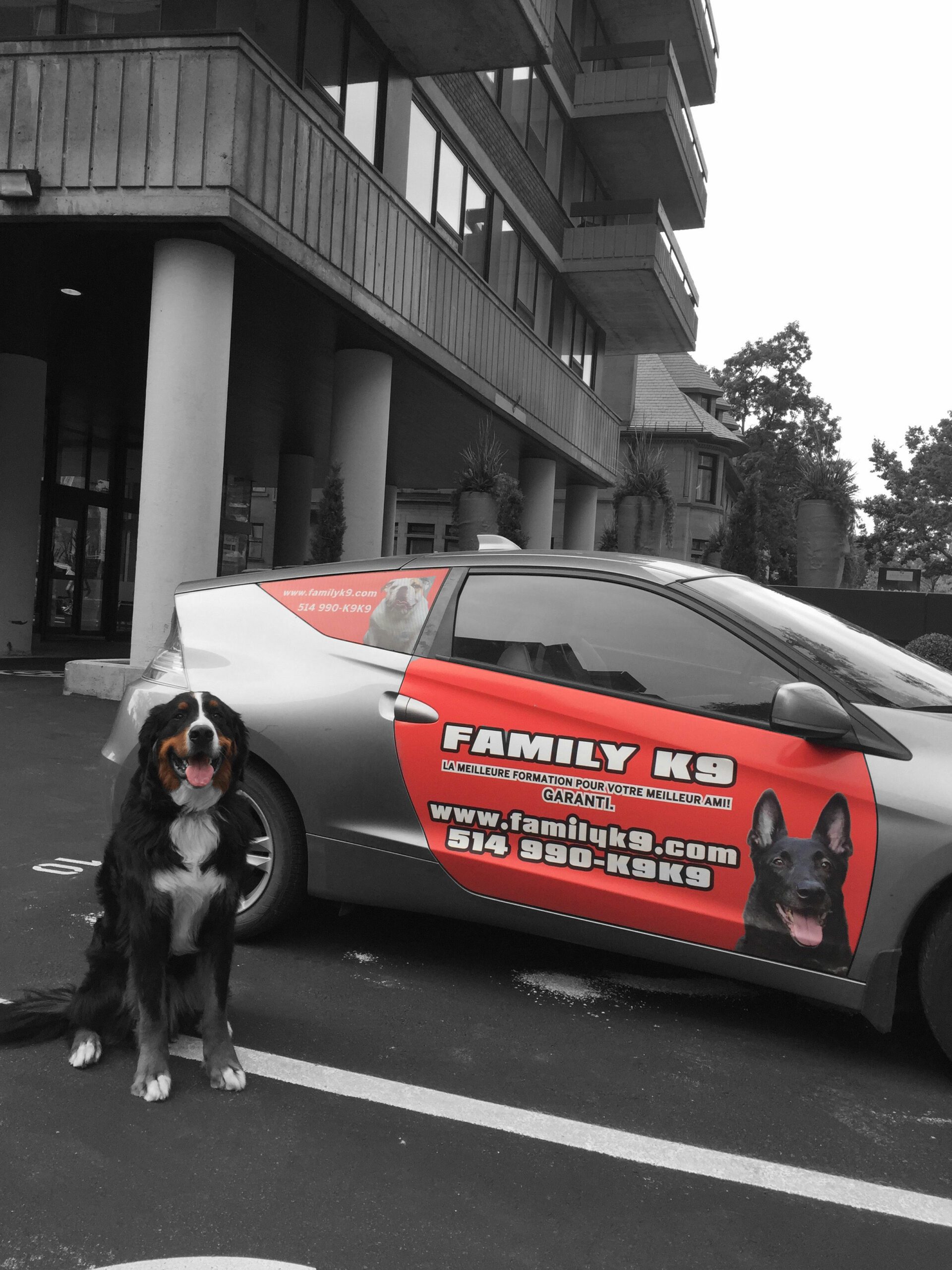 Dog Obedience Training Montreal / Vaudreuil Family K9 Dog Training