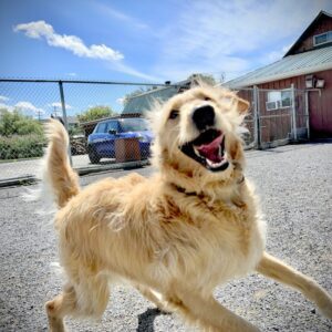 montreal reactive golden doodle training