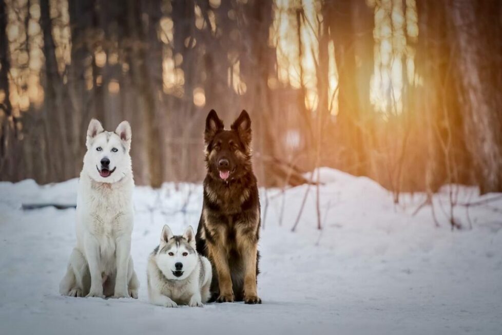 dog obedience West Island montreal