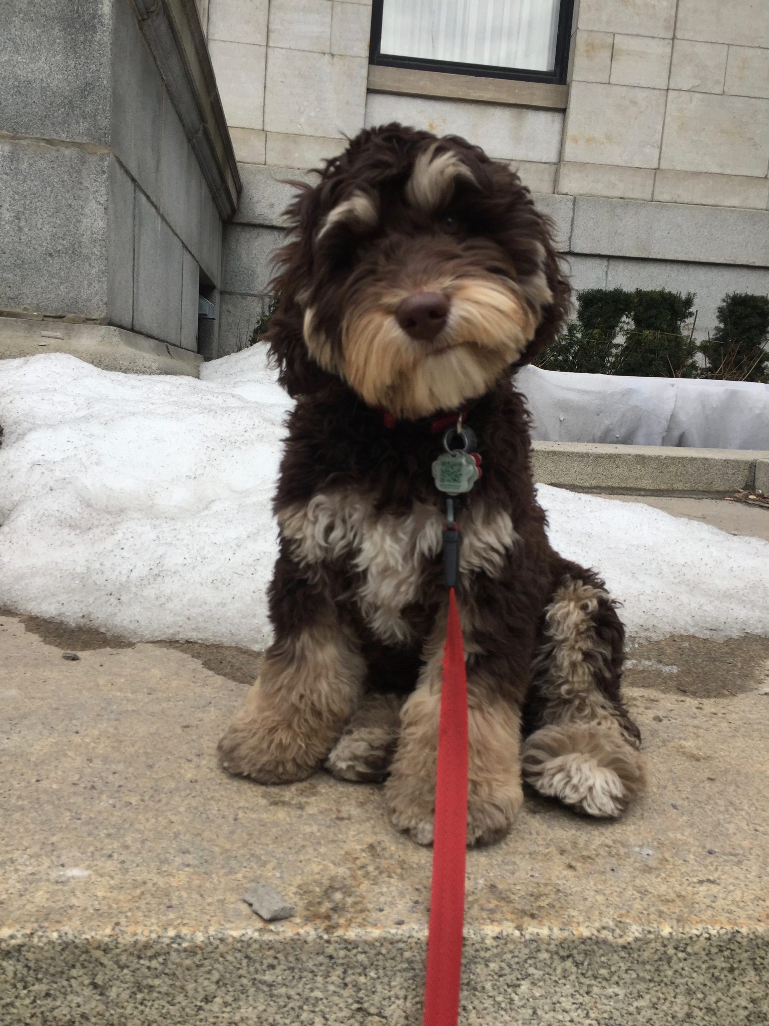 montreal Puppy Training Best dog training montreal training puppies