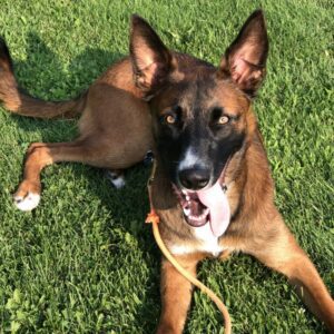 West island, Belgian Malinois, obedience, training