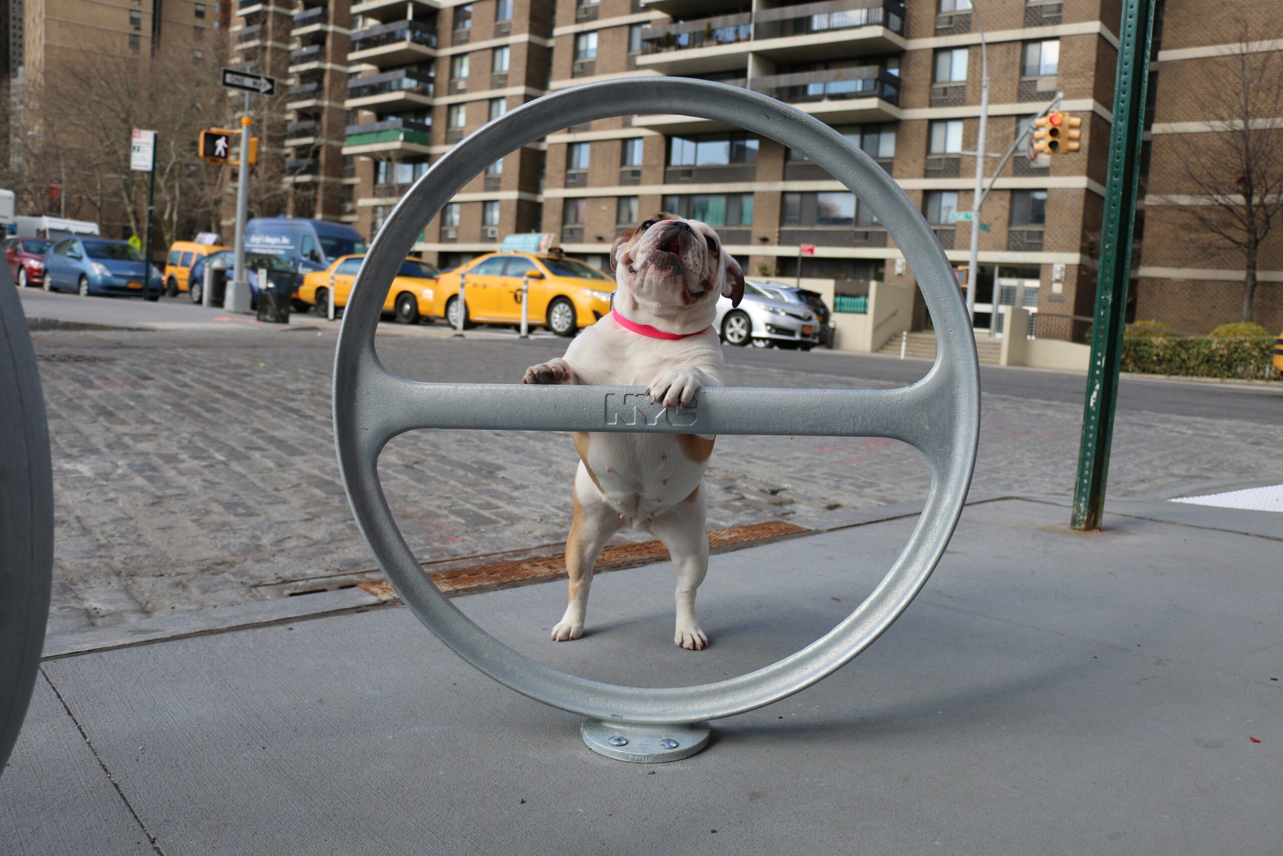 Montreal dog trainer boarding training