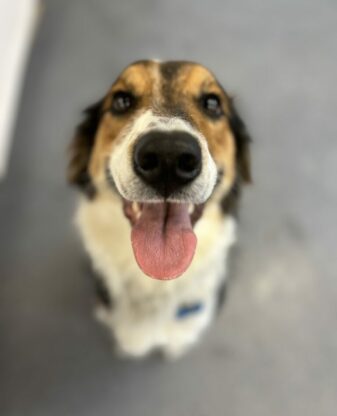 Kathy Prophet Indy Border Collie mix We were looking for a hero to help us with Indy our collie/lab puppy we were at the point of thinking we would have to rehome her because of her extreme reaction to cars, bicycles, dogs, etc. after meeting Nick for a consultation, it was clear, he was the hero we were looking for. Nick's customer service, professionalism, dog training, knowledge, passion, and his commitment to getting it right and getting results, was all beyond our expectations! Indy did the three week in kennel training, and we couldn't be happier with the results. He helped us to understand what drives our puppy, and how to have a successful relationship with her. We are grateful and thankful to have found NICK and have recommended him without hesitation to friends and family. Once again, thank you Nick