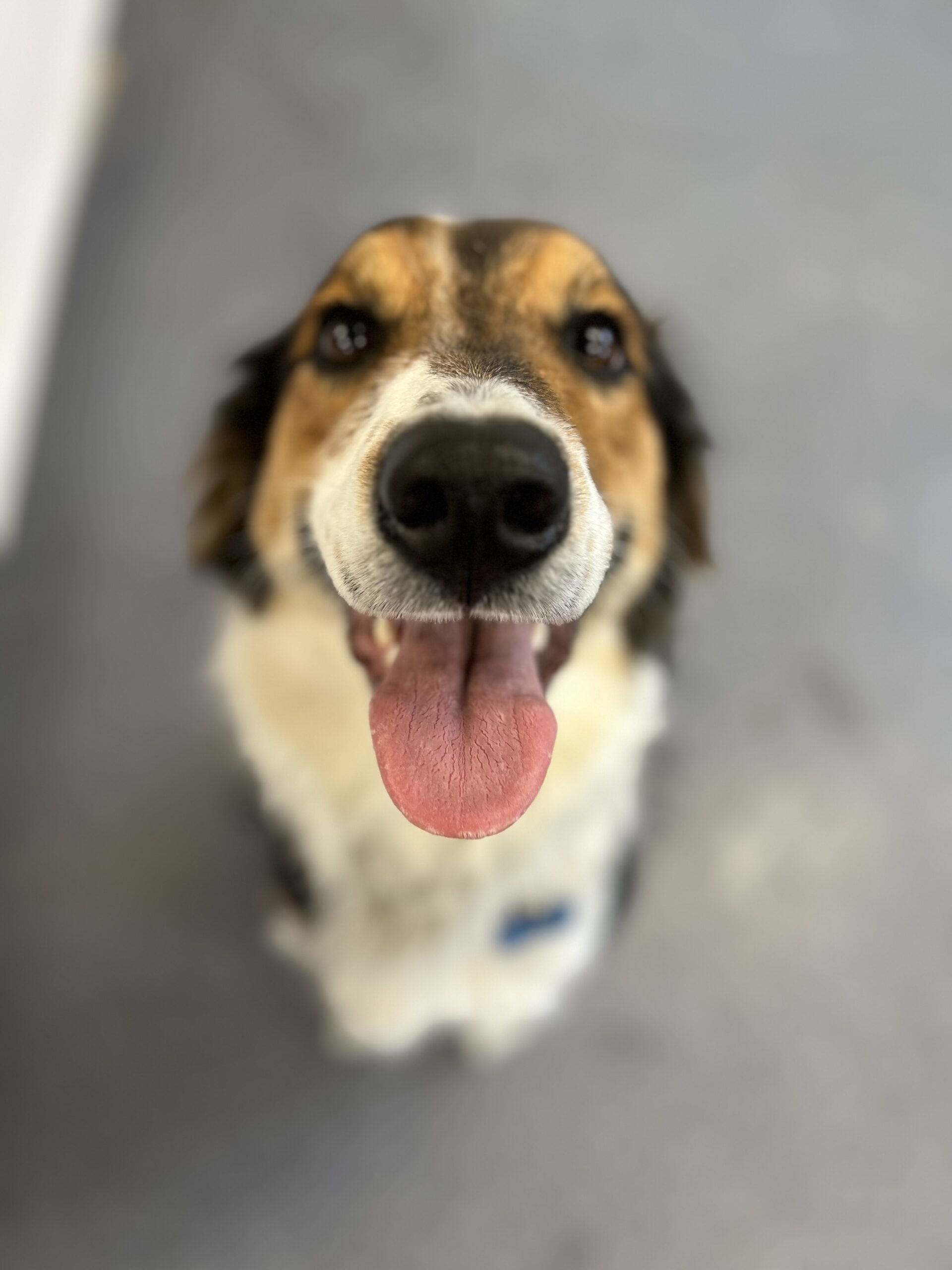 Border Collie mix, reactive dog training - owner Kathy Prophet Dog Training Mont Tremblant Qc
