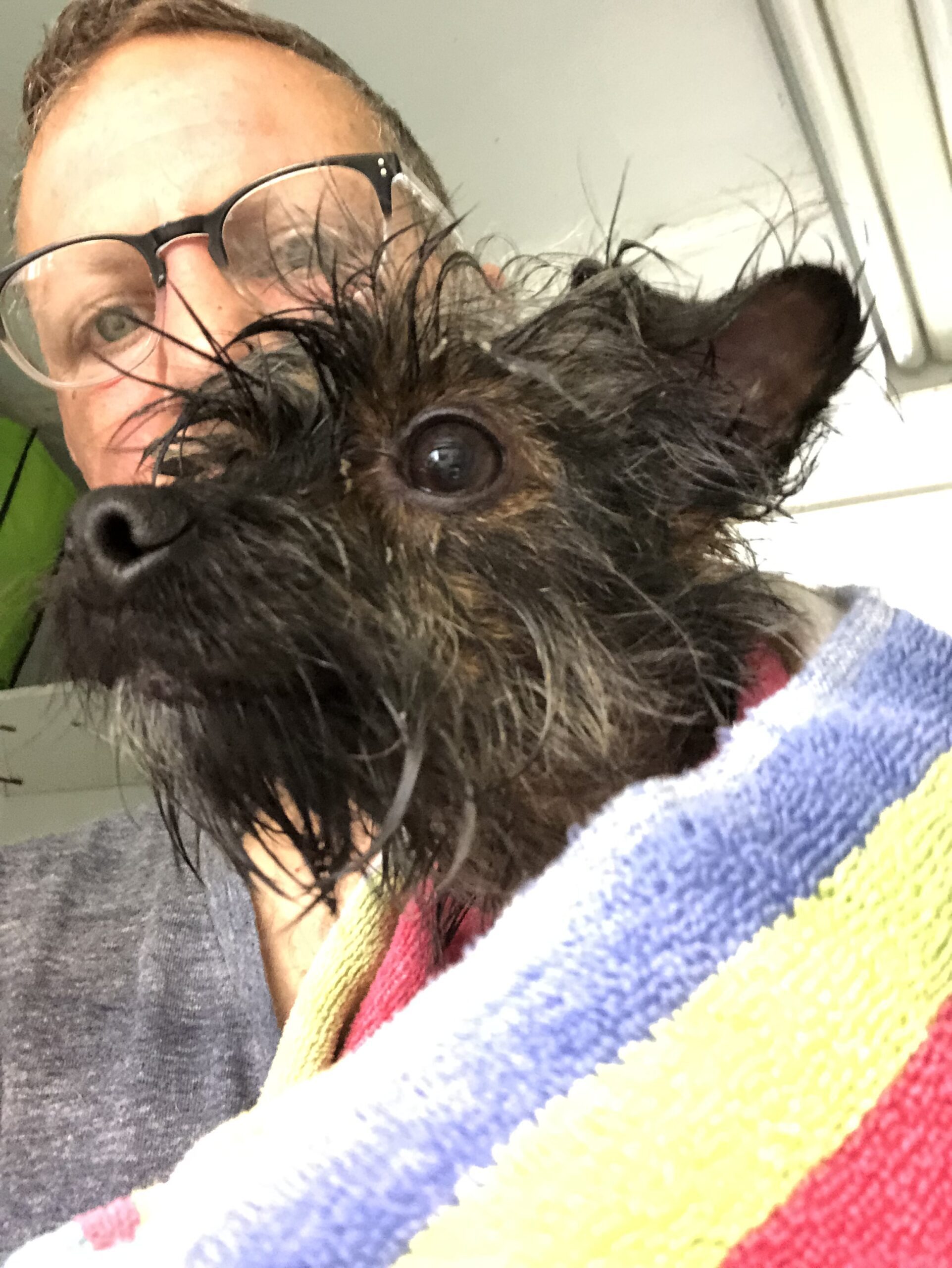 Toy breed dog training Loki after bathtime