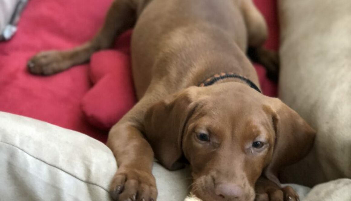montreal puppy training teaching puppies not to bite