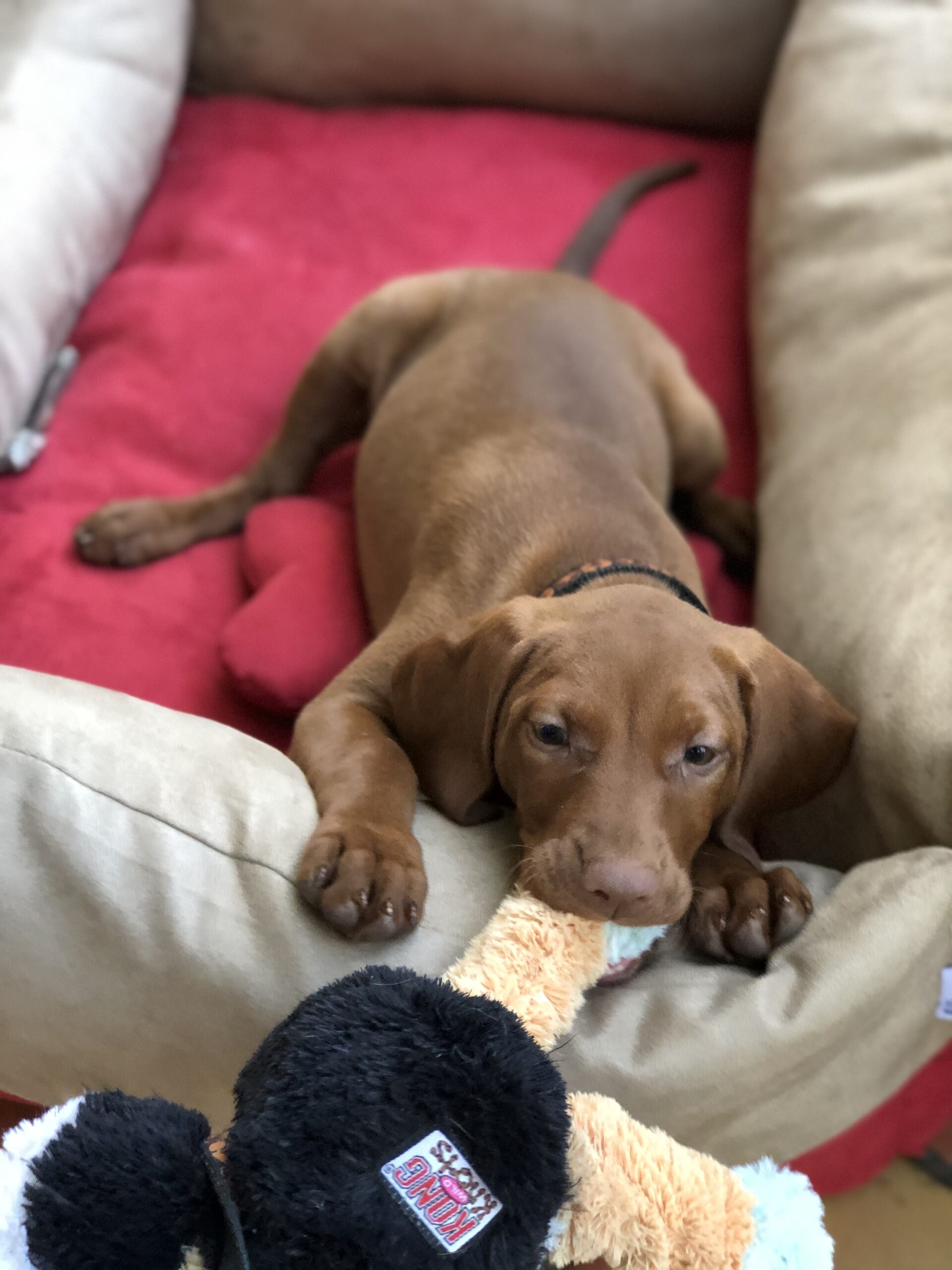 teaching puppies not to bite