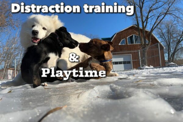 Puppy training montreal in kennel boarding training