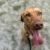 Accidents in the house Amazing trainer. Has helped grow and train my pup into an outstanding dog thus far. I highly recommend! — David Tal