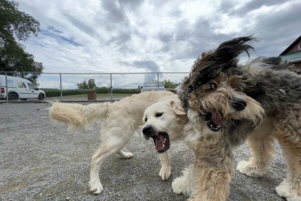 Reactive dog training, Montreal