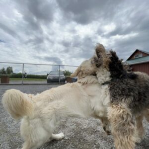 Montreal, dog kennel, Berne doodle, golden retriever, socializing, and training