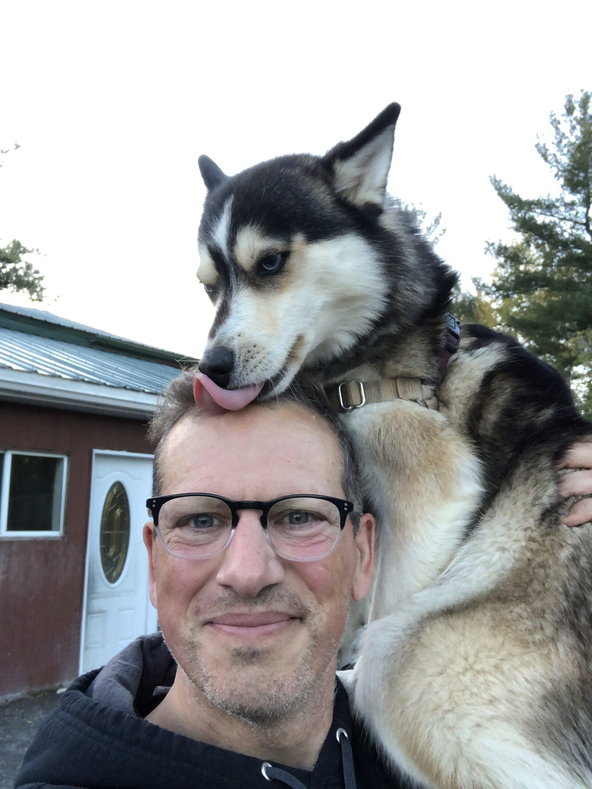 Dog training consultations in person dog training private behavioural consultations