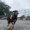 Reactive Dogs Our extremely reactive, Doberman, Bailey, has been such a joy on walks, ever since she did the three week training and board program. — Joshua Gordon