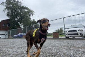 Montreal reactive dog training