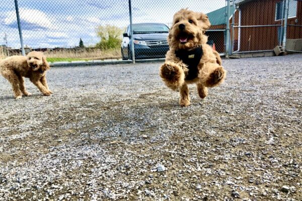 Montreal Boarding Training in kennel training