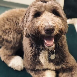 Hyper active golden doodle in training