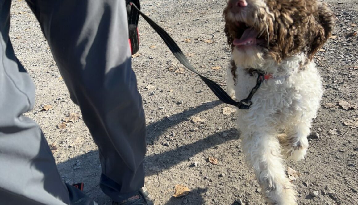 Teaching dogs not to pull on leash