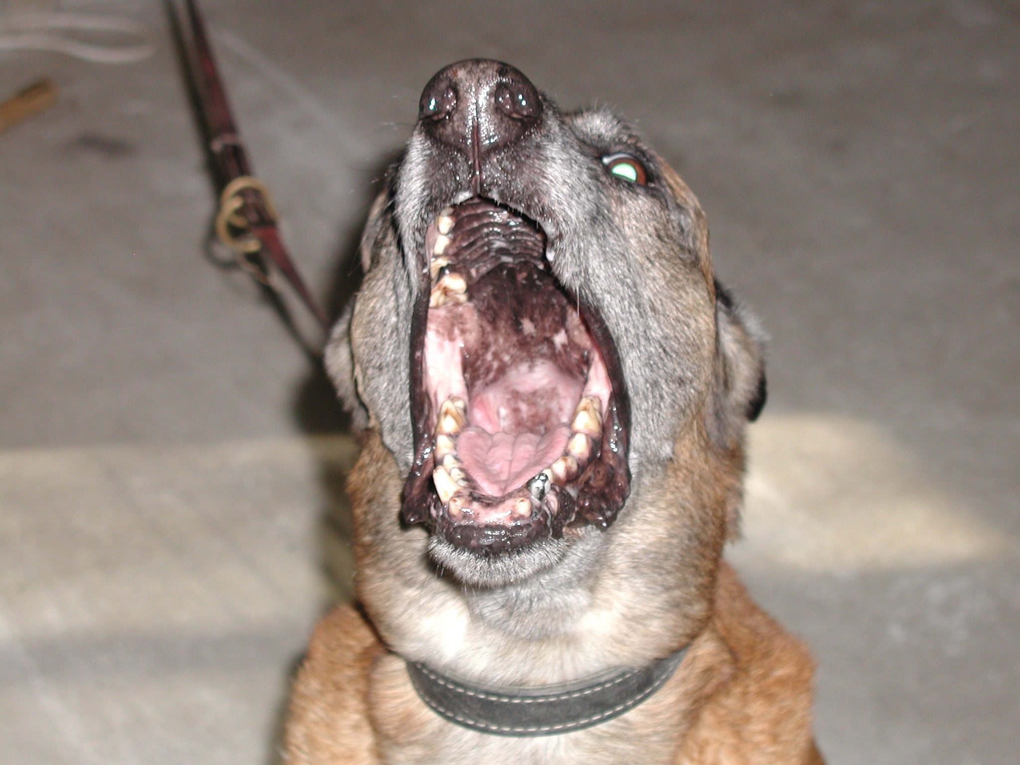 Dog reactive, aggressive training, montreal