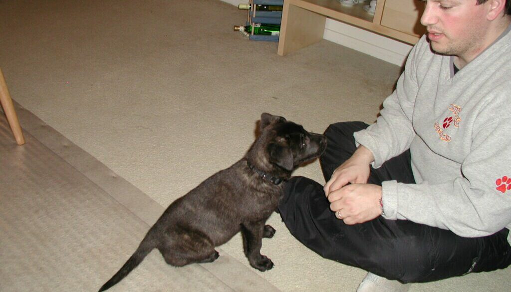 Teaching a young puppy to focus