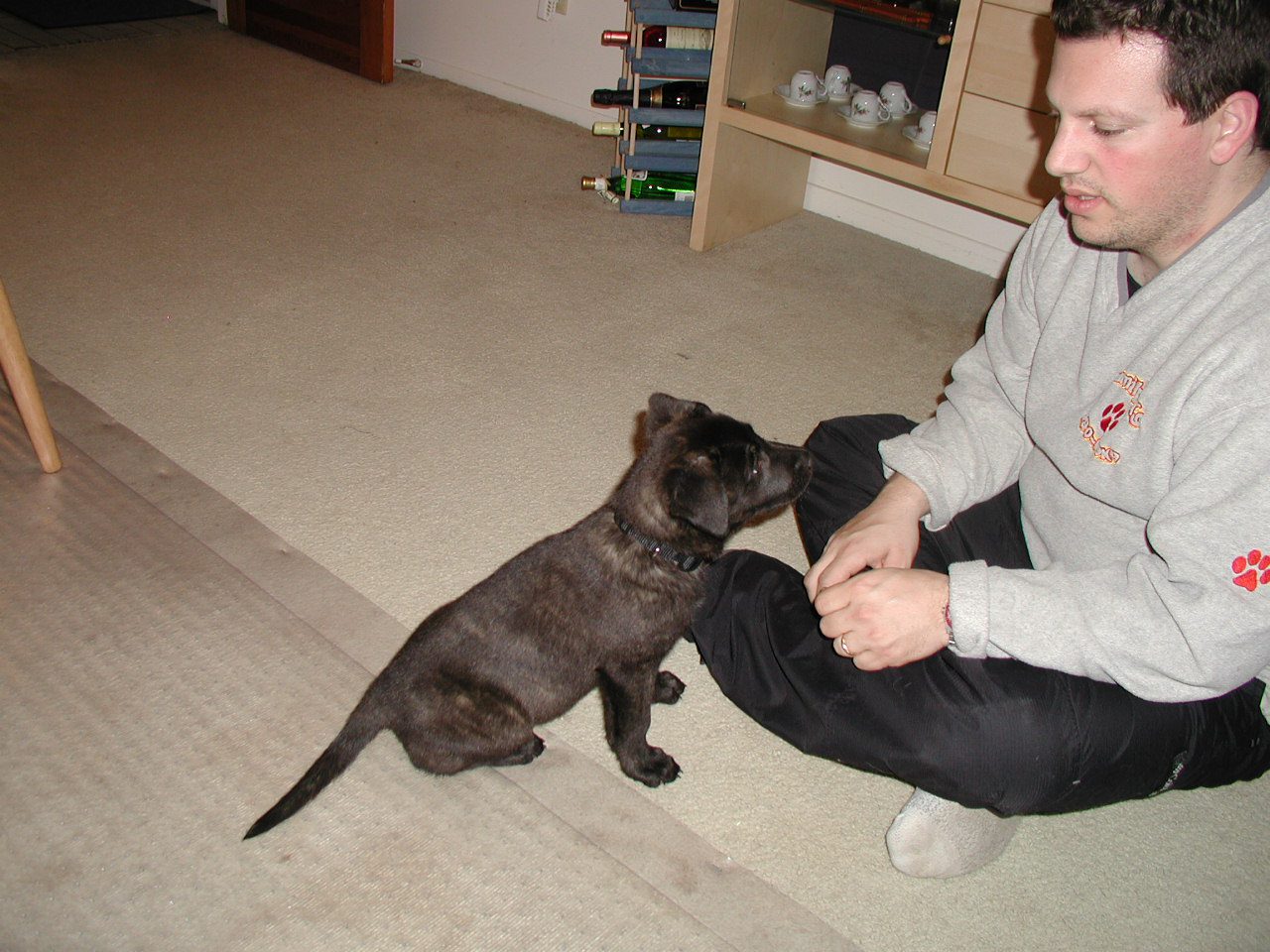 Teaching a young puppy to focus