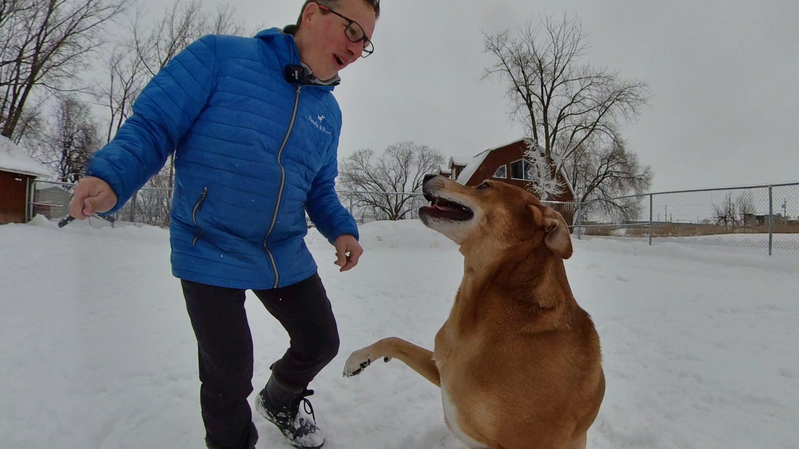 Boarding training in kennel training, Montreal