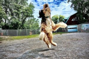 Best dog training services in Montreal bernadoodle, doodle Board train in kennel training