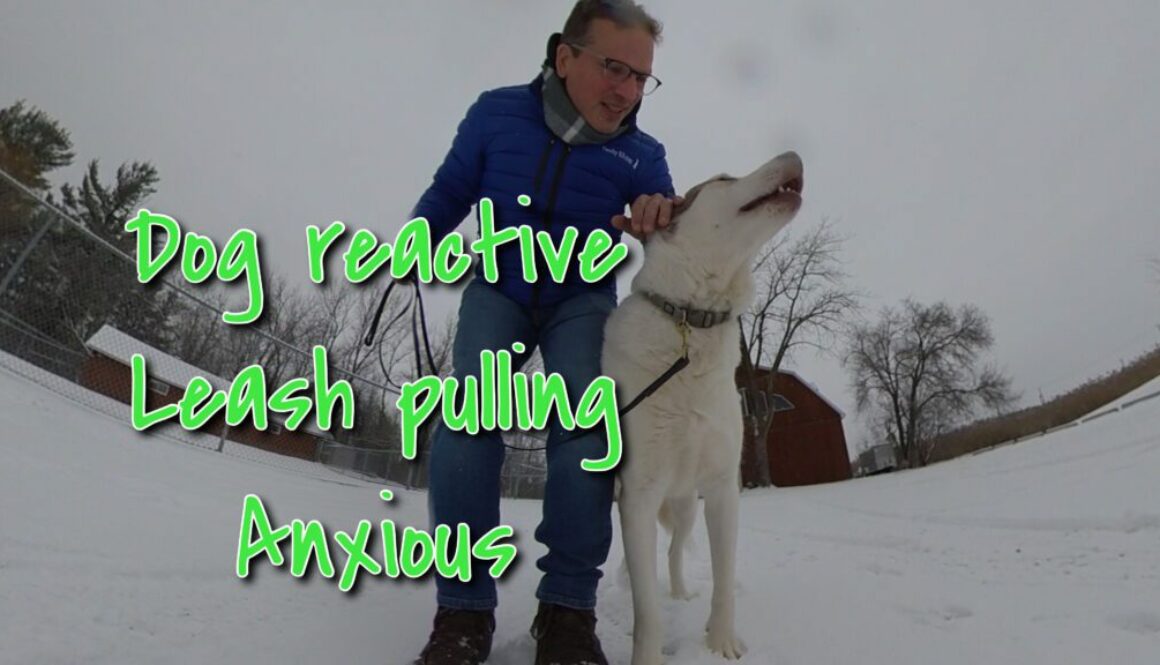 training dog reactive anxiety leash pulling