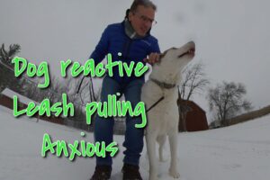 training dog reactive anxiety leash pulling