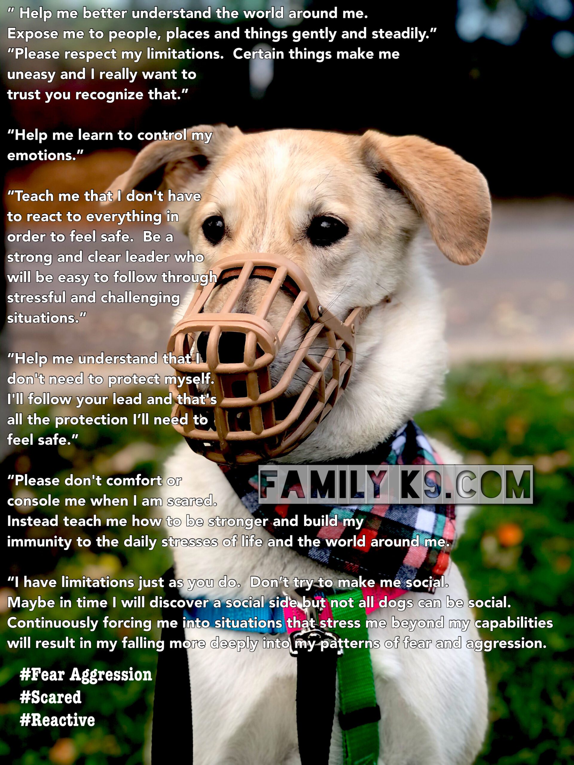 Canine fear aggression inside mind of dog with fear aggression