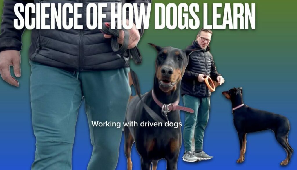 The science of canine learning