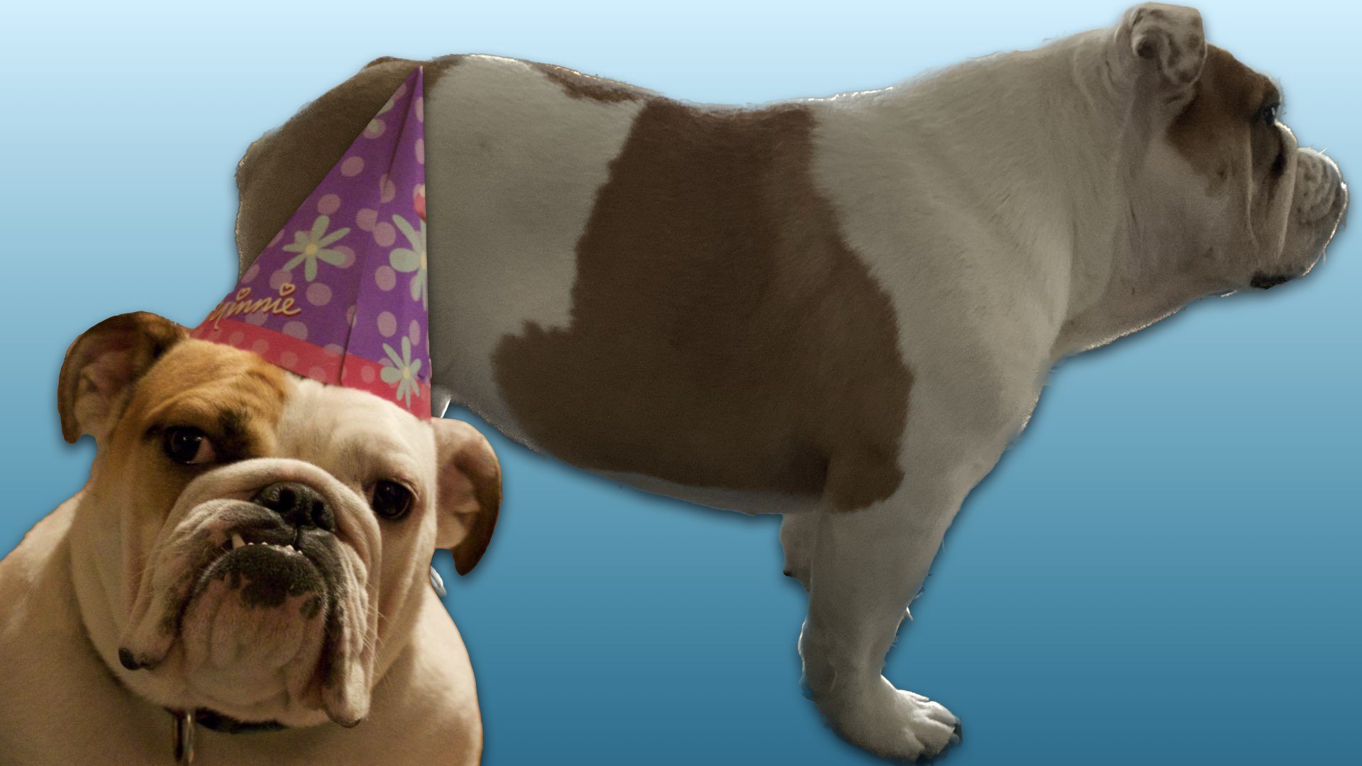 Grieving the loss of a pet
