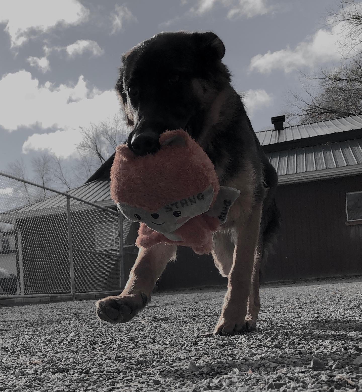 Is my dog Anxious ? how to calm an anxious dog