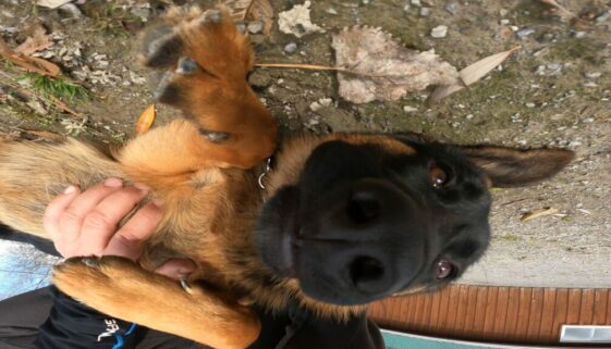 how to calm an anxious dog