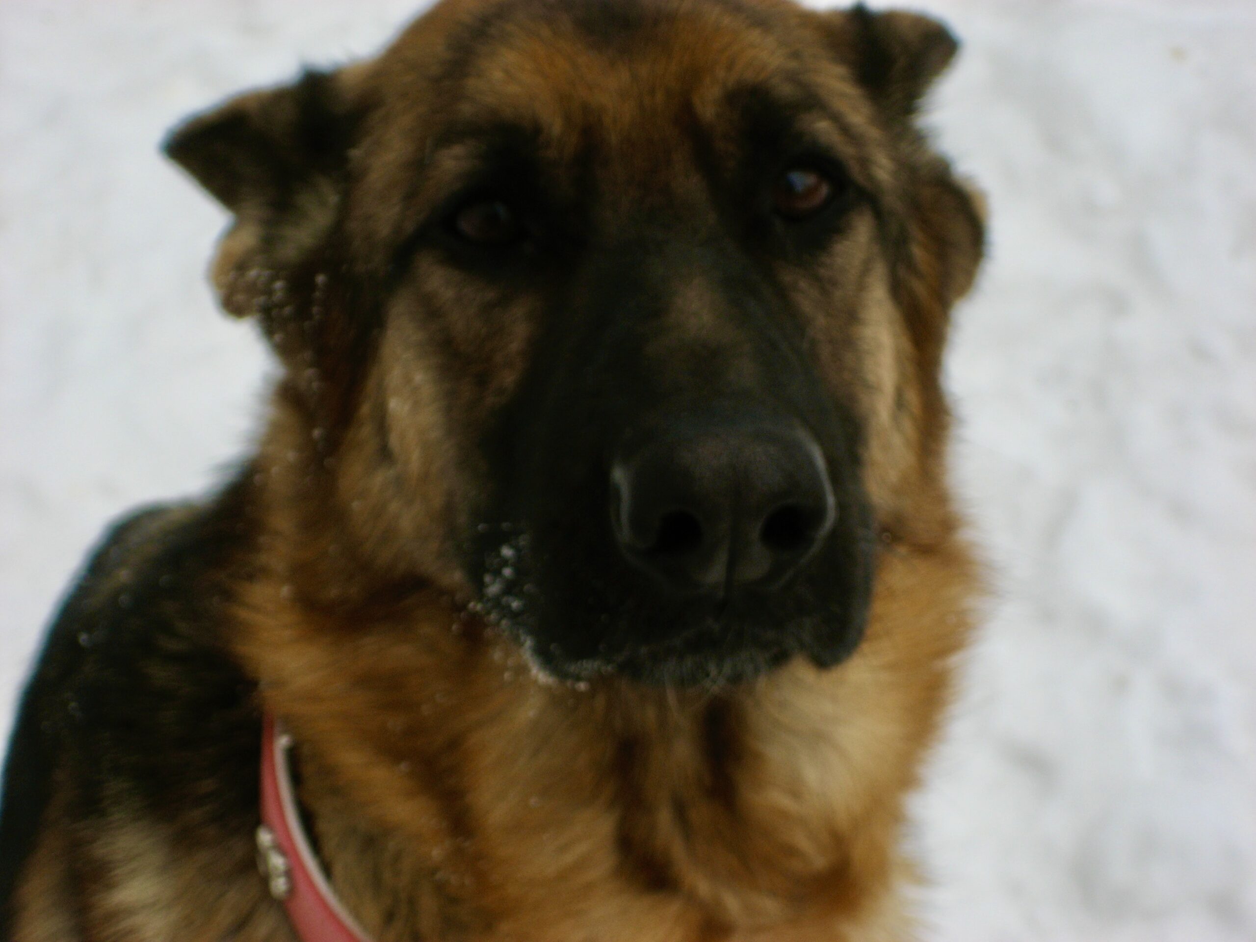 Multiple German Shepherds Obedience training on and off leash owner Jennifer Gentile Dog Trainer Vaudreuil