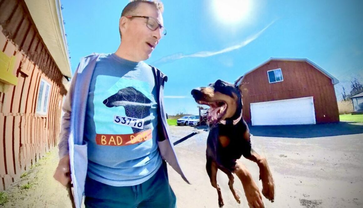 doberman learning to focus montreal board train reactive dog