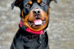 Board and train Rottweiler, Montreal