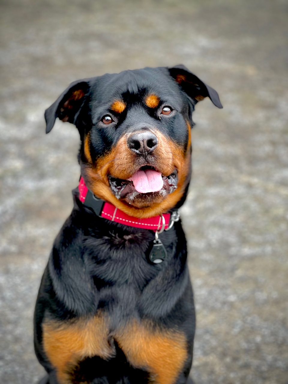 Reactive dog in training (previously failed training elsewhere) owner Brianna Esterson-Tucker Dog Trainer Vaudreuil