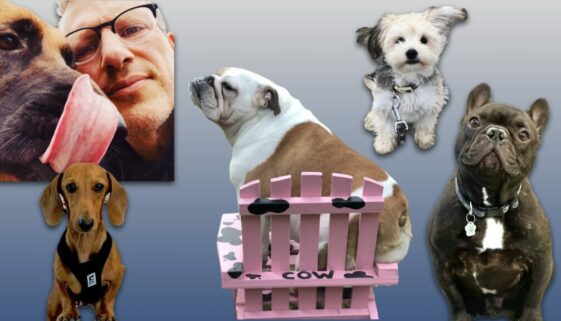 in kennel training montreal dog trainer